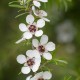Manuka